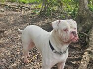 Deckrüde 91% American Bulldog - Kassel