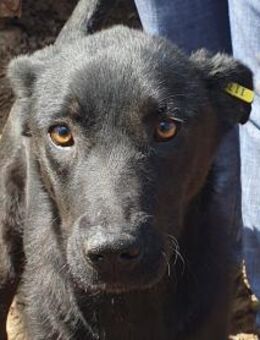 MAYRA-1 1/2-jähr., wunderschöne Hündin, - Rösrath