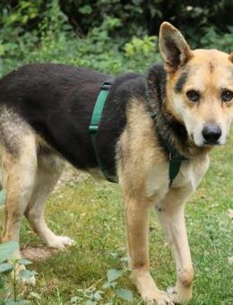 Karlchen sucht liebevole Menschen - Schwarmstedt