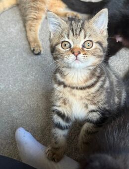 BKH Kater reinrassig zu verkaufen - Schönwalde (Bungsberg)