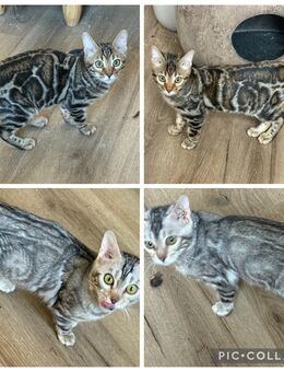Bengal Silber Mädchen oder Kater Braun 5 Monate Reinrassige - Dortmund