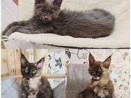 Maine Coon Kitten - Herzberg (Harz)