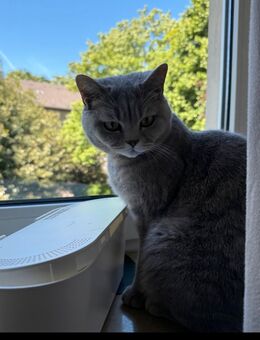 2 schöne katzen - Duisburg