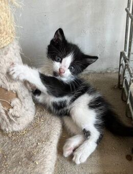 🖤 Babykater Luc sucht Abenteuer! 🐾 - Eislingen (Fils)