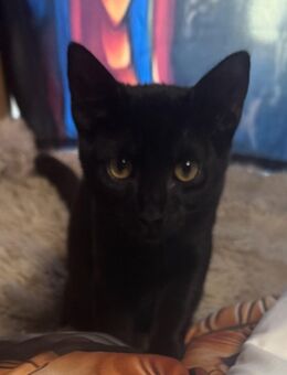 Kater 16 Wochen alt - Dortmund