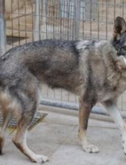Beth wünscht sich noch ein Zuhause - Niedereschach