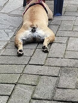 Französische bulldogge - Bad Salzuflen