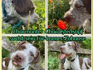 Charmanter Charakterkopf sucht sein Für-Immer-Zuhause - Brunstorf