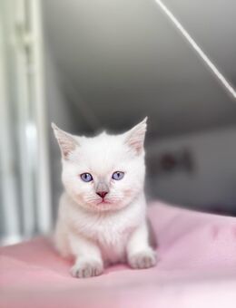 Britisch kurz haar kitten sehr süß blaue Augen - Mönchengladbach