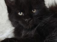 Maine Coon Kätzchen XXL - Peiting