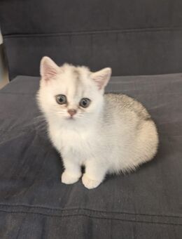 BKH Katze weiss 3 Monate - Bielefeld Brackwede