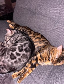 Zwei Bengal-Katzen suchen ein liebevolles Zuhause (nur zusammen!) - Lauterbach (Hessen)