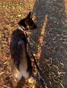 Bester Hund der Welt ganz dringend - Frankfurt (Main)