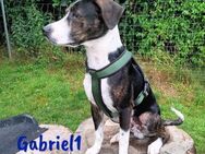 Gabriel1 gesellig, klug, sportlich 10/24 - Ruppertsecken
