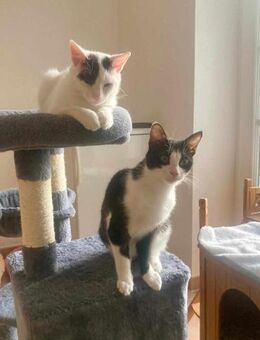 Penny und Pepe suchen ein Zuhause - Margetshöchheim