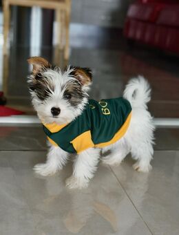 Biewer Yorkshire Terrier - Boos (Landkreis Mayen-Koblenz)