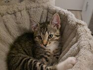 Kitten Kater - Mülheim (Ruhr)