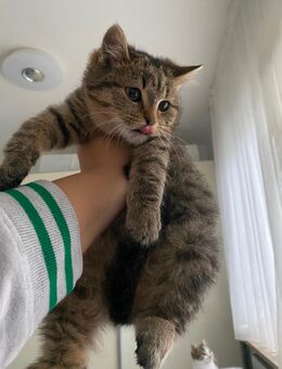 BKH/EKH Kitten – Süßes Katzenbaby abzugeben 🐾 - Krefeld