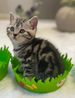 Bezaubernde bkh Kitten black silver tabby classic mit Papiere, absolut exklusiv - Bad Staffelstein