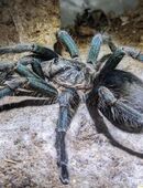 0.1 Phormictopus spec Salinas adult in 50767