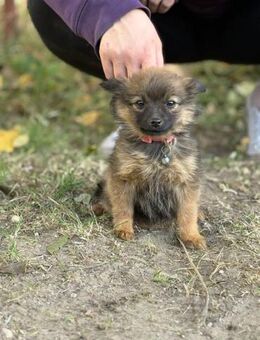 Wer hat ein Körbchen für Winnie? - Heinsberg