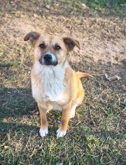 Zenzi von kettenlos - Bollingstedt