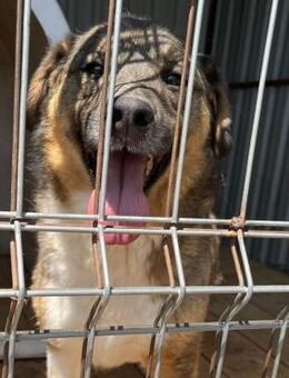 🌟Hübscher Beau sucht dich🐾 - Eislingen (Fils)