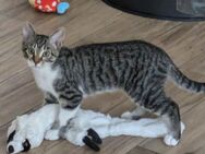 Wir suchen liebevolles Zuhause .Siam- Mix Kitten - Backnang