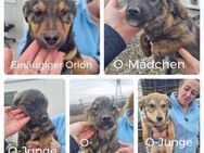 Orion und seine Geschwister suchen - Neuhausen (Fildern)