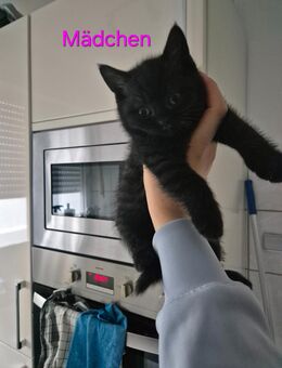 reinrassige BKH Kitte ab sofort Weibchen - Wuppertal