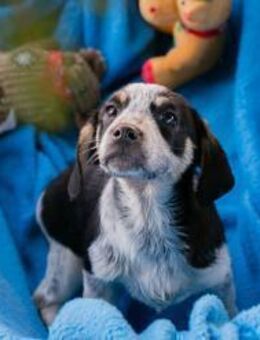 Tommy: Hundekind sucht ein Zuhause - Kirchzell