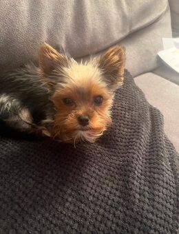 Yorkshire Terrier Rüde PABLO - Leverkusen