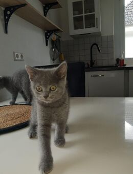 Russisch Blau Kitten Mix - Rastatt