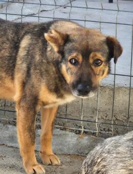 Angsthund SALO sucht ein Zuhause - Neuberg