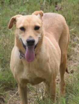 Rosi - braucht Zeit und Geduld - Lohmar