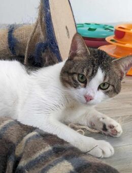 Martins 🐾 Kuschelt sich in dein Herz - Kirchheim (München)