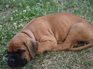 Boxerwelpen - liebenswerte Familienhunde suchen ein Zuhause - Karstädt (Brandenburg)