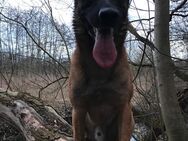 Malinois Belgischer Schäferhund Deckrüde - Berlin