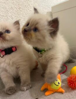 Ragdoll Katzenbabys - Heidelberg