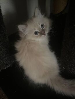 Neva Masquerade Kätzchen abzugeben - Aachen