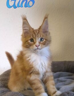 Traumhafte und Typvolle Maine Coon Kitten mit Stammbaum - Lampertheim