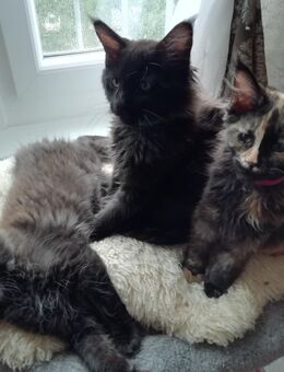 Reinrassige Main Coon Kitten, geb. am 01.05.2025. - Chemnitz