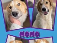 Hübscher Momo sucht neues Körbchen! - Nürnberg