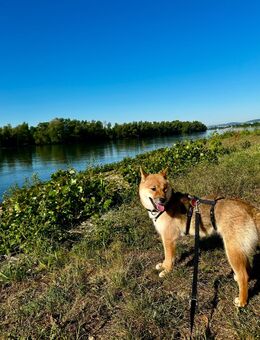 Shiba Inu - Wiesbaden Nordost