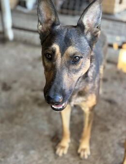 Elin - Die Sportliche - Elsdorf (Nordrhein-Westfalen)