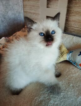 Wunderschöne birma Siam Mix Babys bald auszugsbereit - Grefrath (Sport- und Freizeitgemeinde)