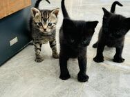 Katzen Kitten abzugeben BKH mix - Düren