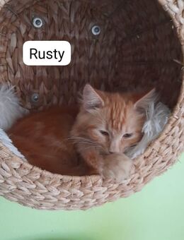 Rusty und Piet auf der Suche nach ihrem Thron # - Postbauer-Heng (Markt)