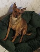 Toyterrier Rüde, freundlich,4 Jahre , kastriert, sucht liebevolles Heim in 21789