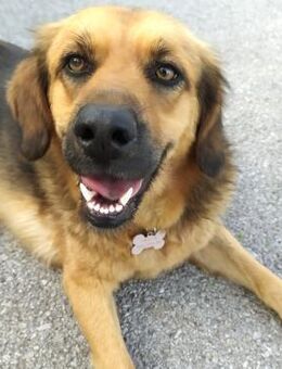 Peppa - Charakter sucht Zuhause - Wedel